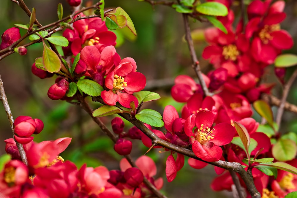 a bunch of red flowers that are on a tree