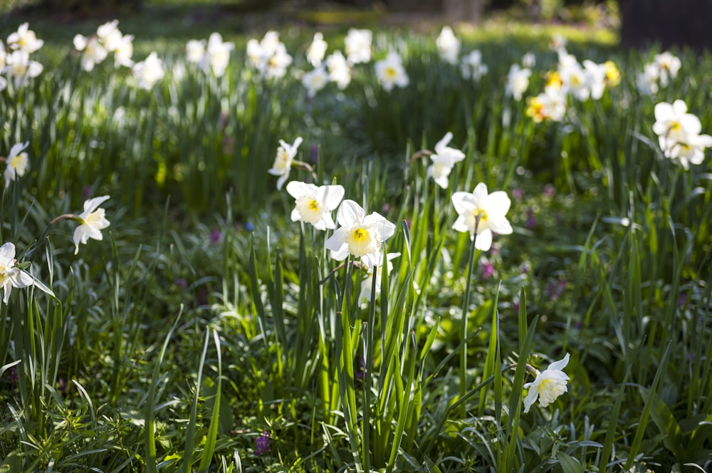 a field full of white and yellow flowers