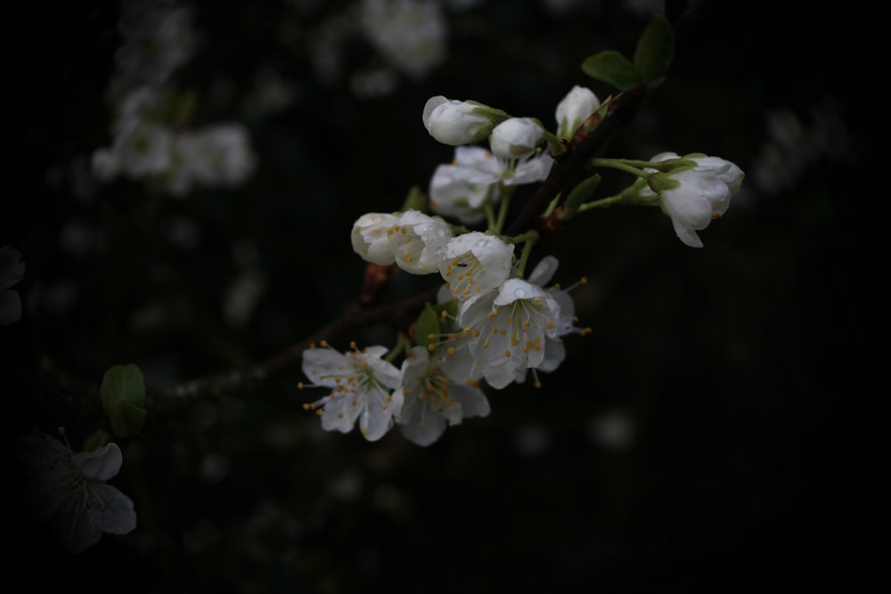 a branch of a tree with white flowers