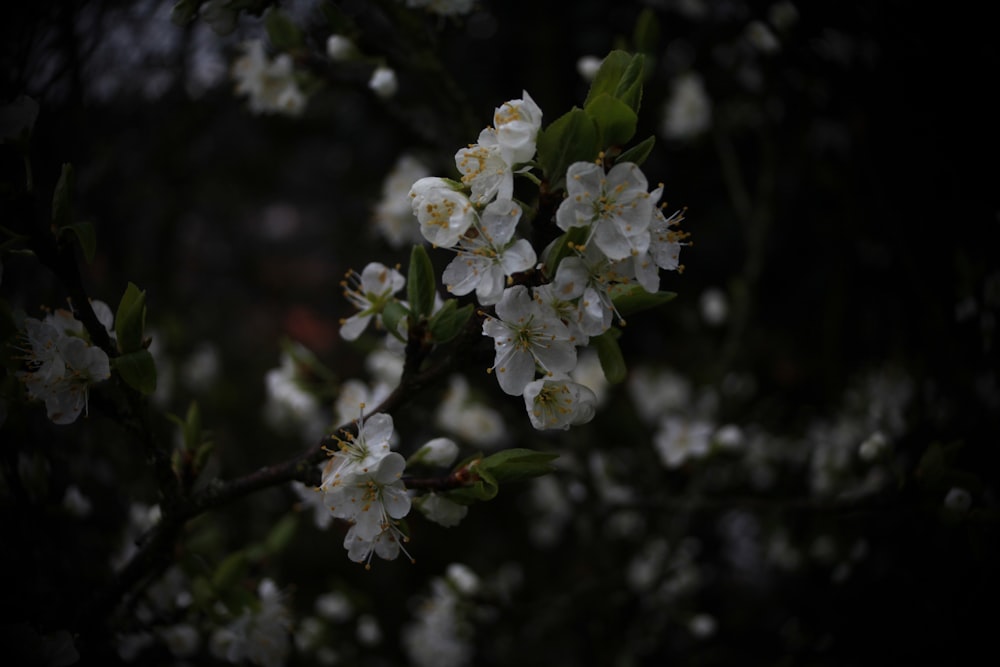 a branch of a tree with white flowers