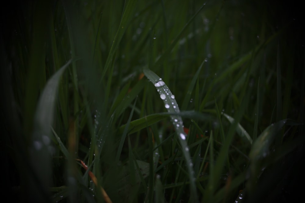 a drop of water on a blade of grass