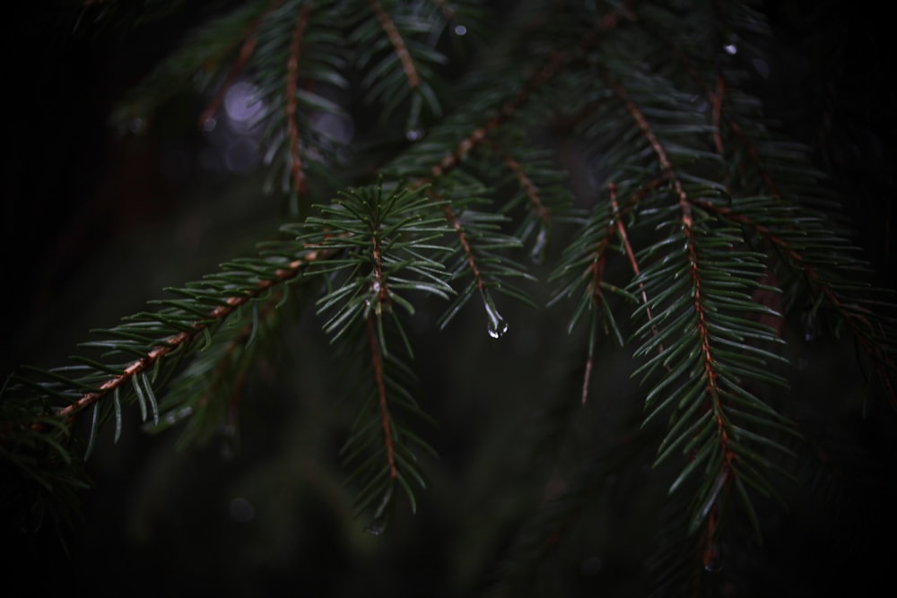 a pine tree branch with drops of water on it