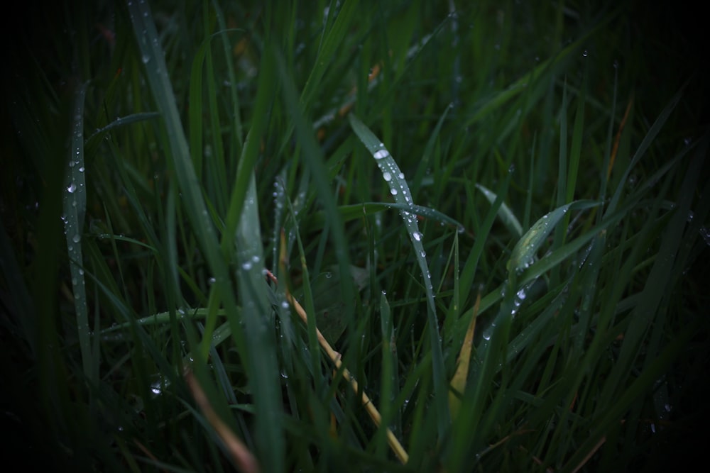 a close up of grass with water droplets on it