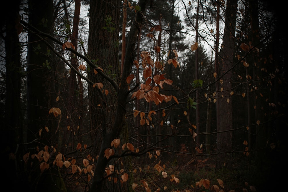 a forest filled with lots of trees covered in leaves