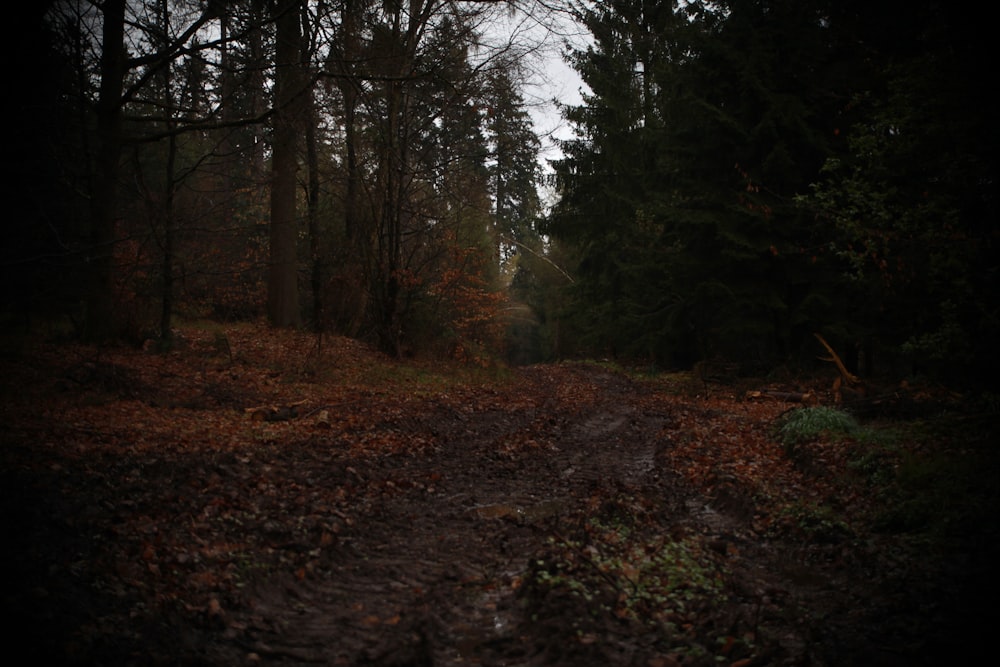 a dirt road in the middle of a forest