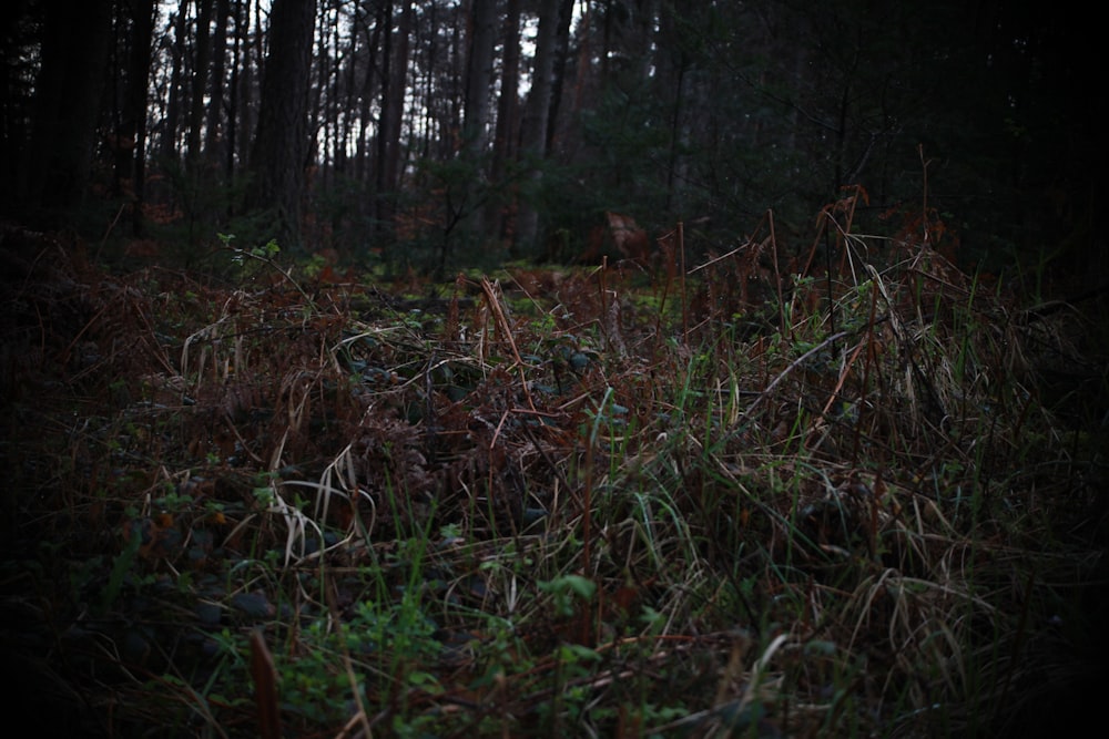 a forest filled with lots of tall trees