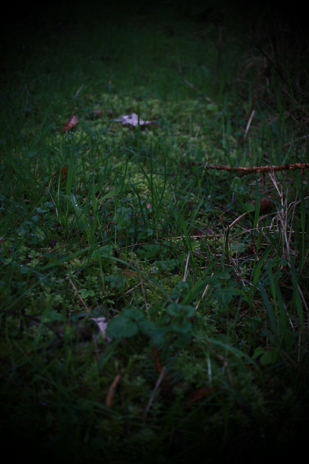 a red fire hydrant sitting on top of a lush green field