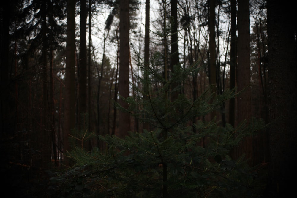 a pine tree in the middle of a forest