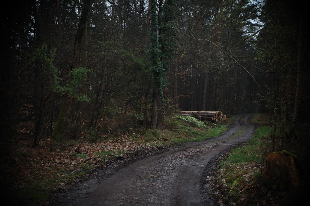 a dirt road in the middle of a forest