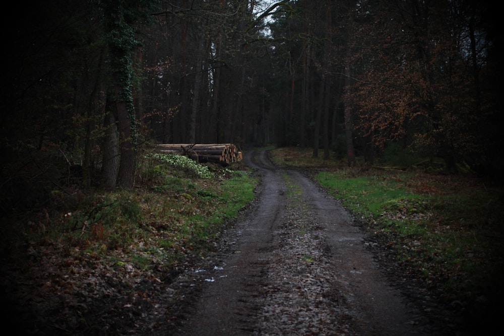 a dirt road in the middle of a forest