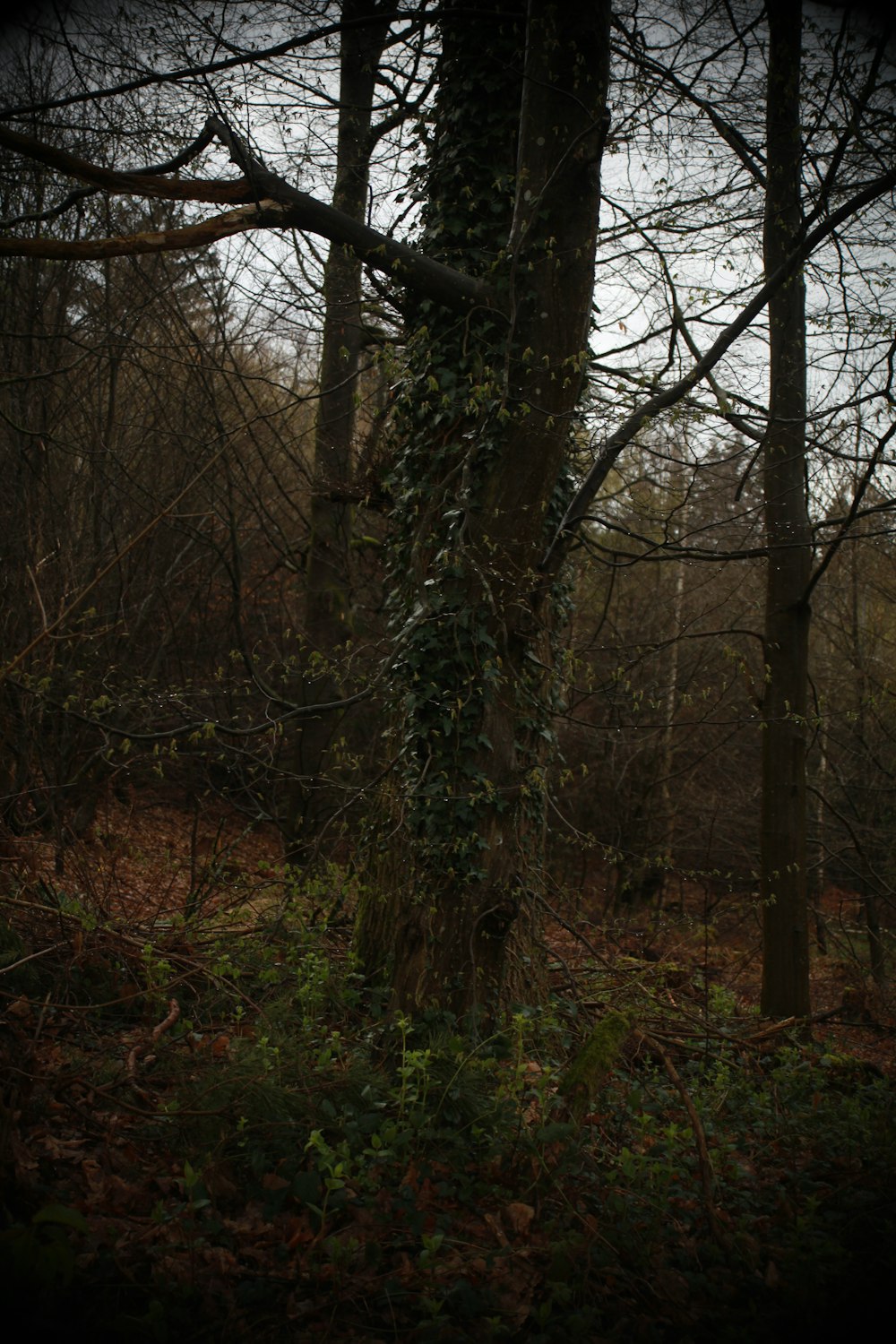 a forest filled with lots of trees covered in vines