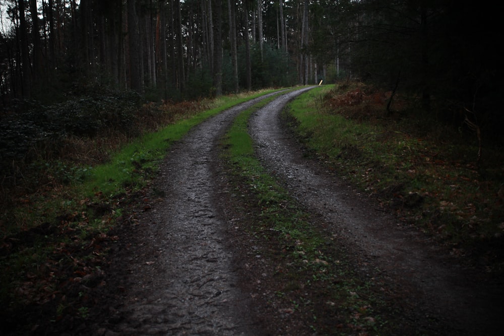 a dirt road in the middle of a forest