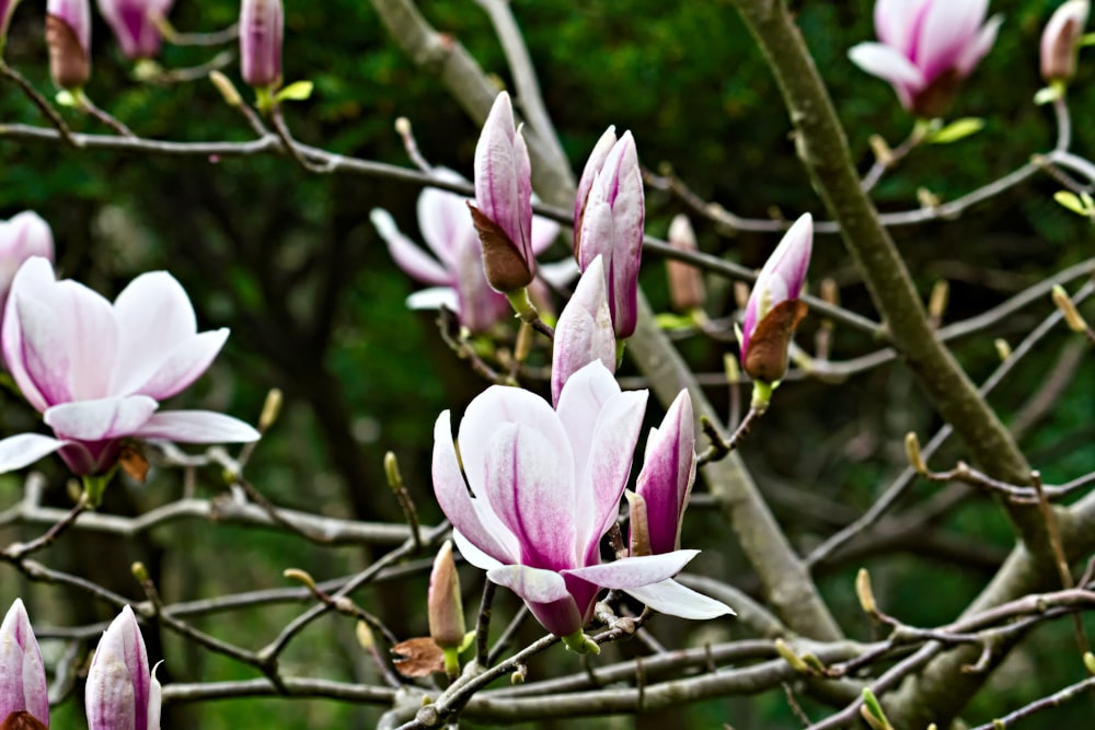 a bunch of flowers that are on a tree