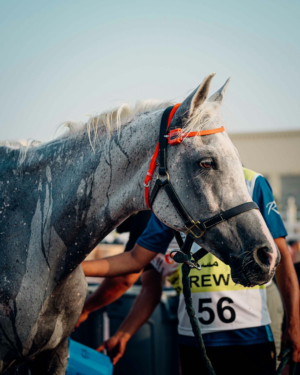 a gray horse standing next to a group of people