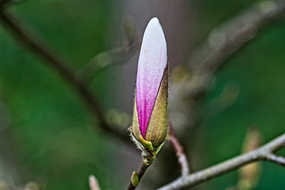 a pink and white flower on a tree branch