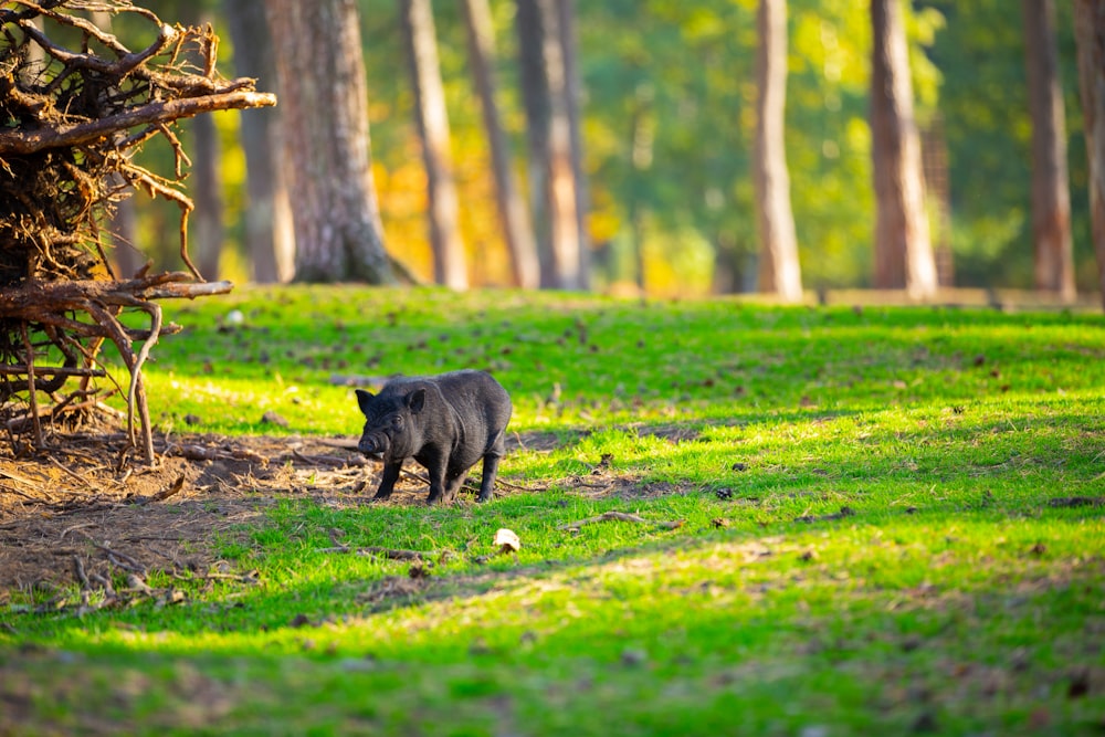 a black bear walking through a lush green forest