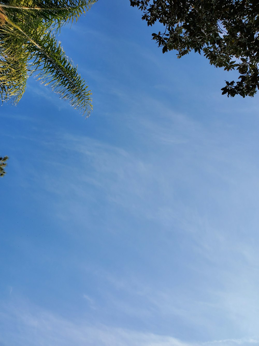 a palm tree and a blue sky with clouds