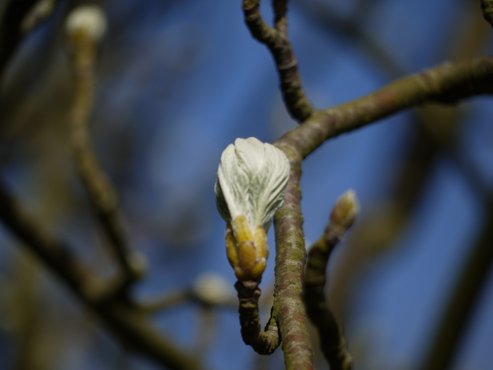 a small white flower on a tree branch