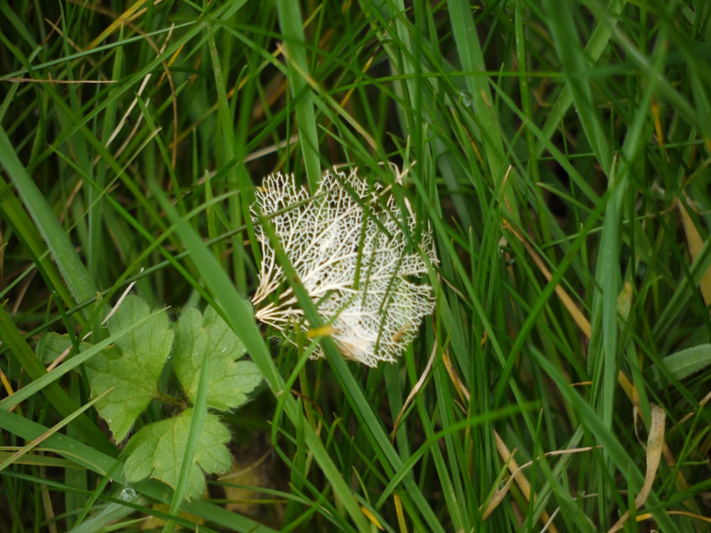 a white flower sitting on top of a lush green field