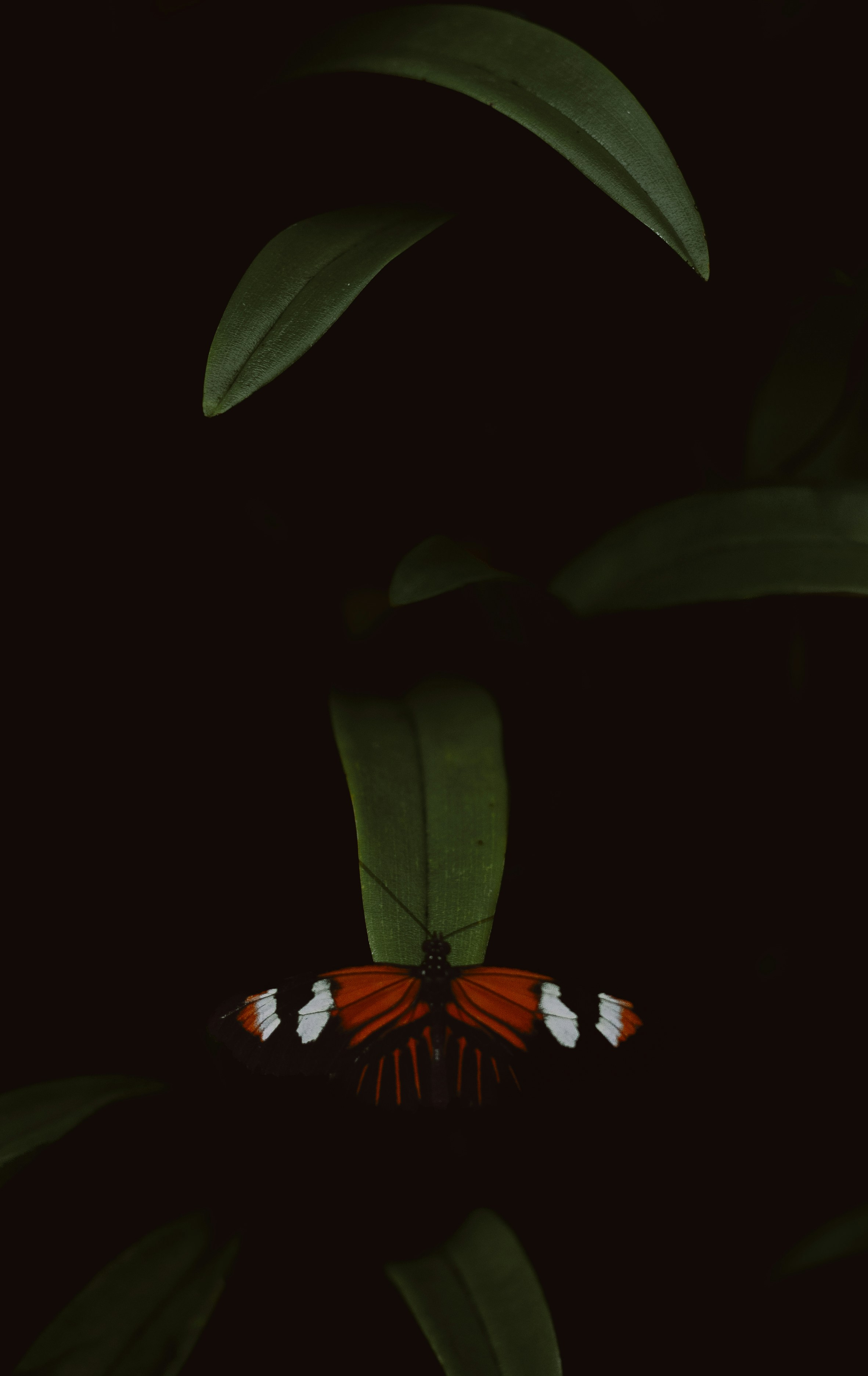 a red and white butterfly sitting on top of a green plant