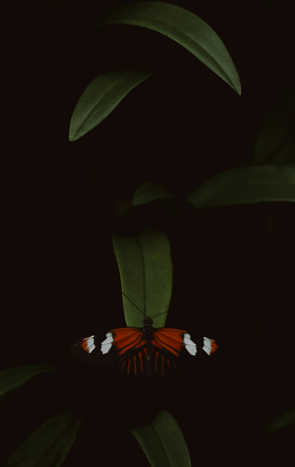 a red and white butterfly sitting on top of a green plant