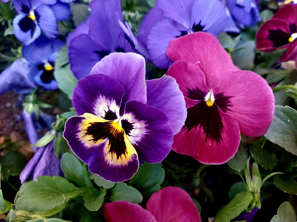 a close up of a bunch of purple and yellow flowers