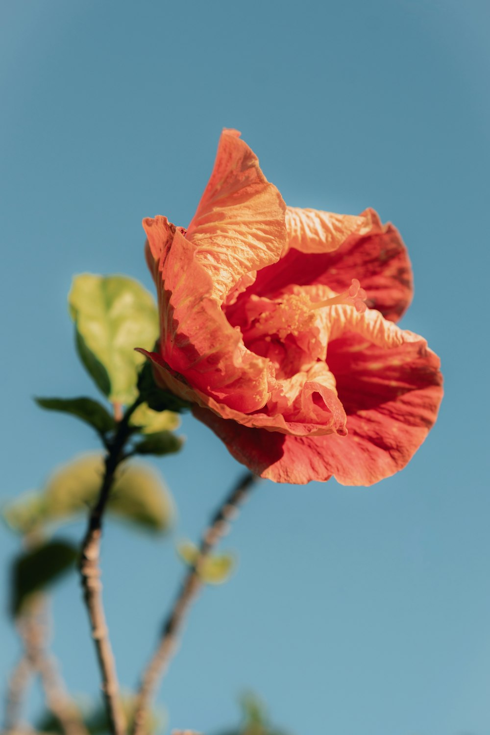 a large orange flower with a blue sky in the background