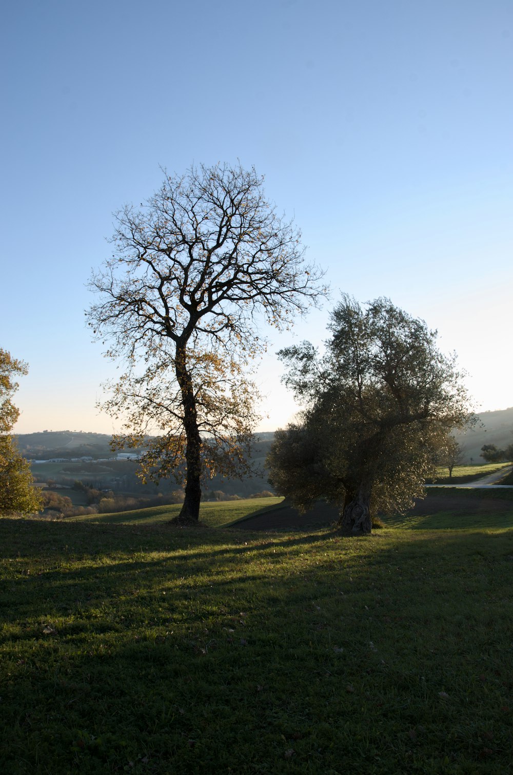 a lone tree stands in the middle of a grassy field