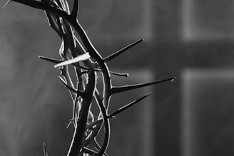 a black and white photo of a crown of thorns