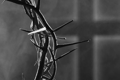 a black and white photo of a crown of thorns