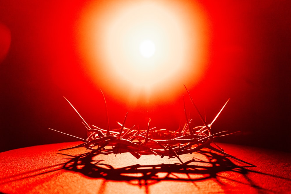a crown of thorns casts a shadow on a table