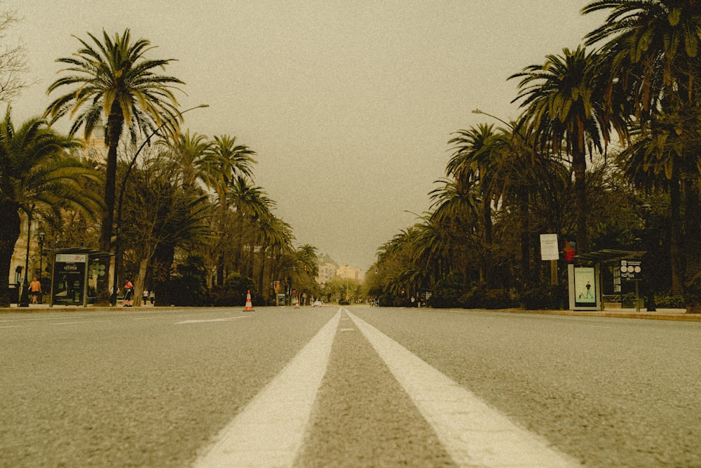 a street lined with palm trees on a cloudy day