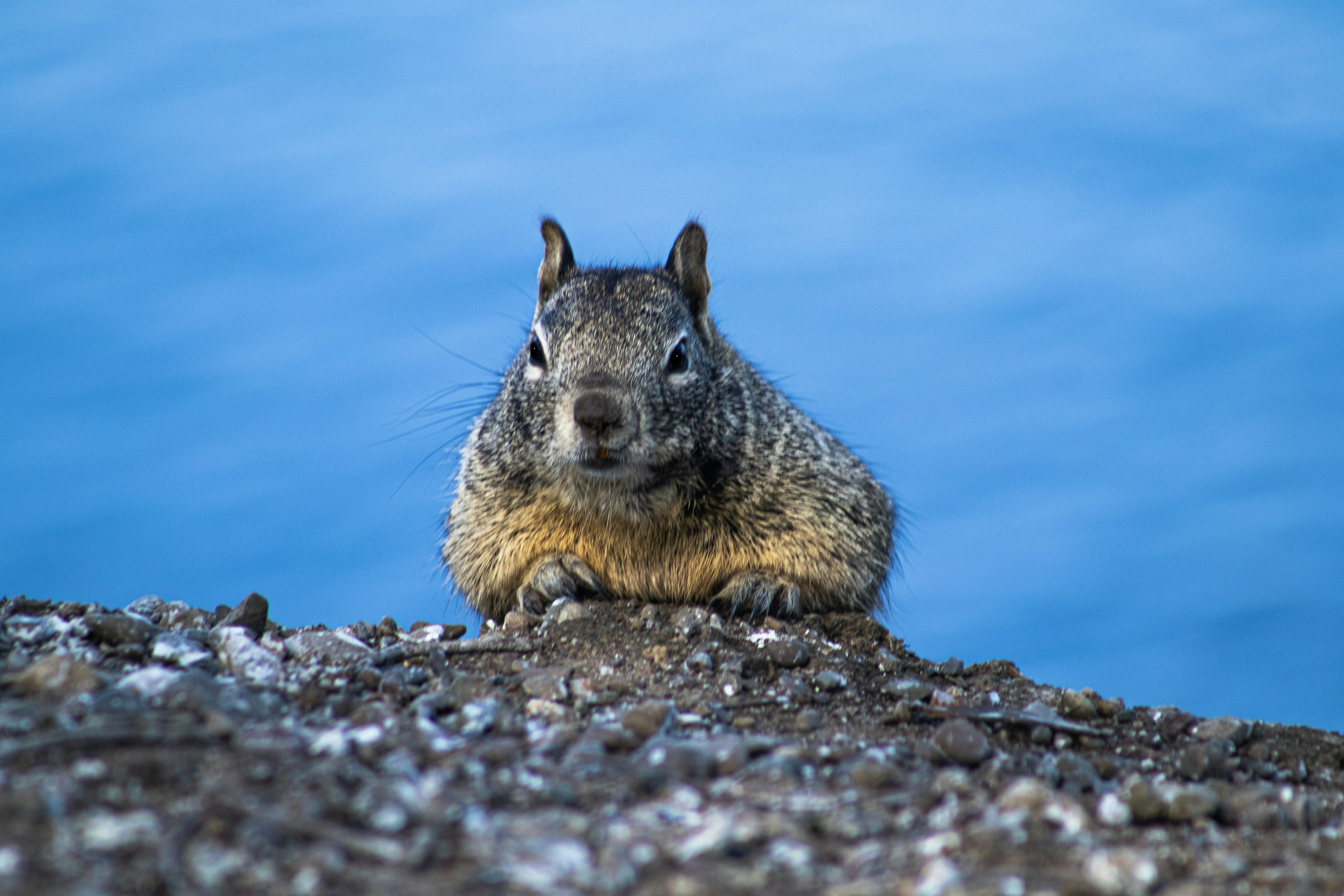 a squirrel sitting on top of a rock next to a body of water