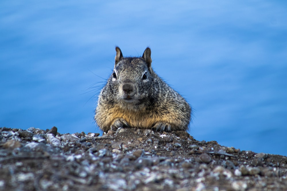 a squirrel sitting on top of a rock next to a body of water