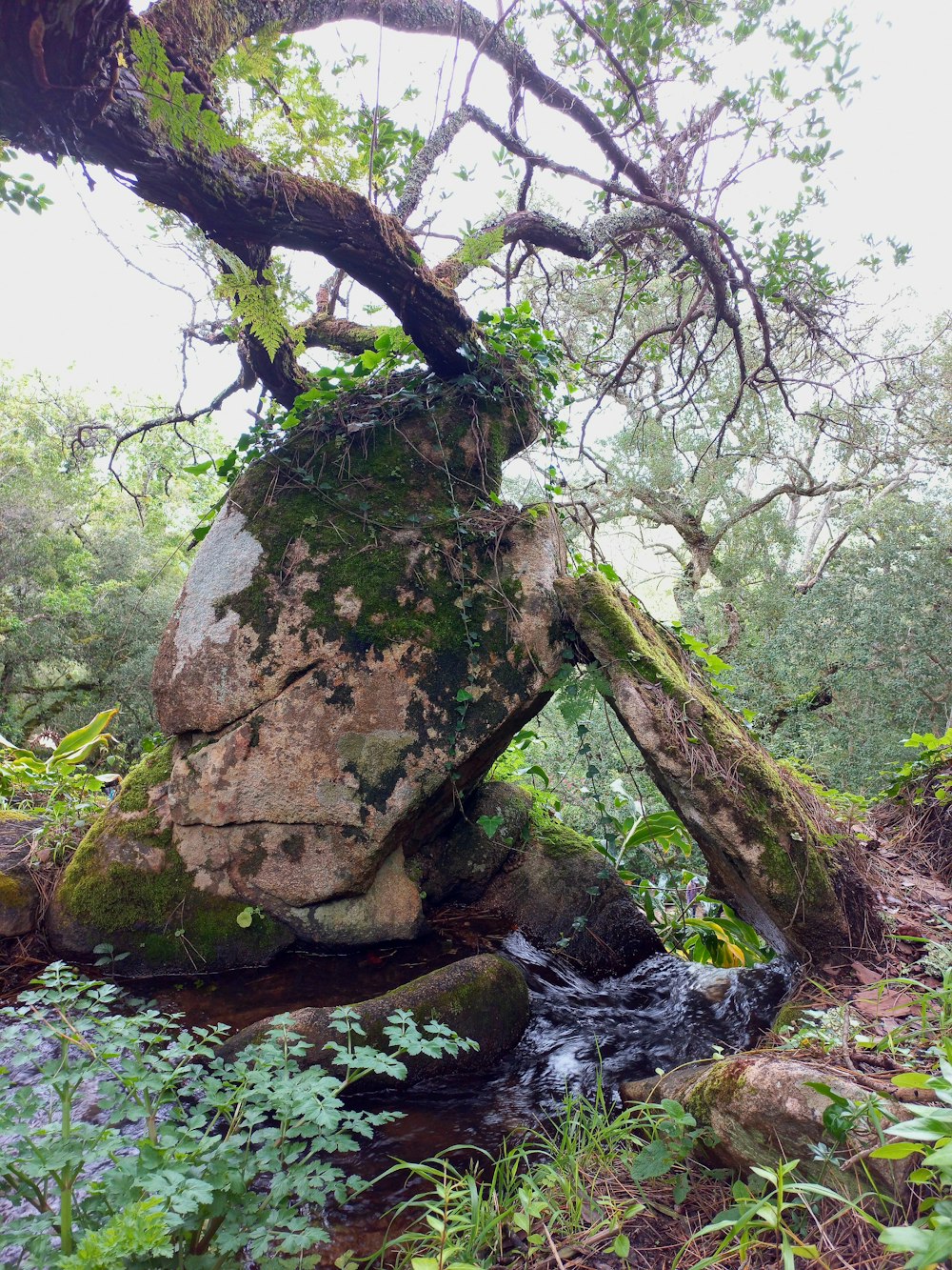 a mossy rock in the middle of a forest