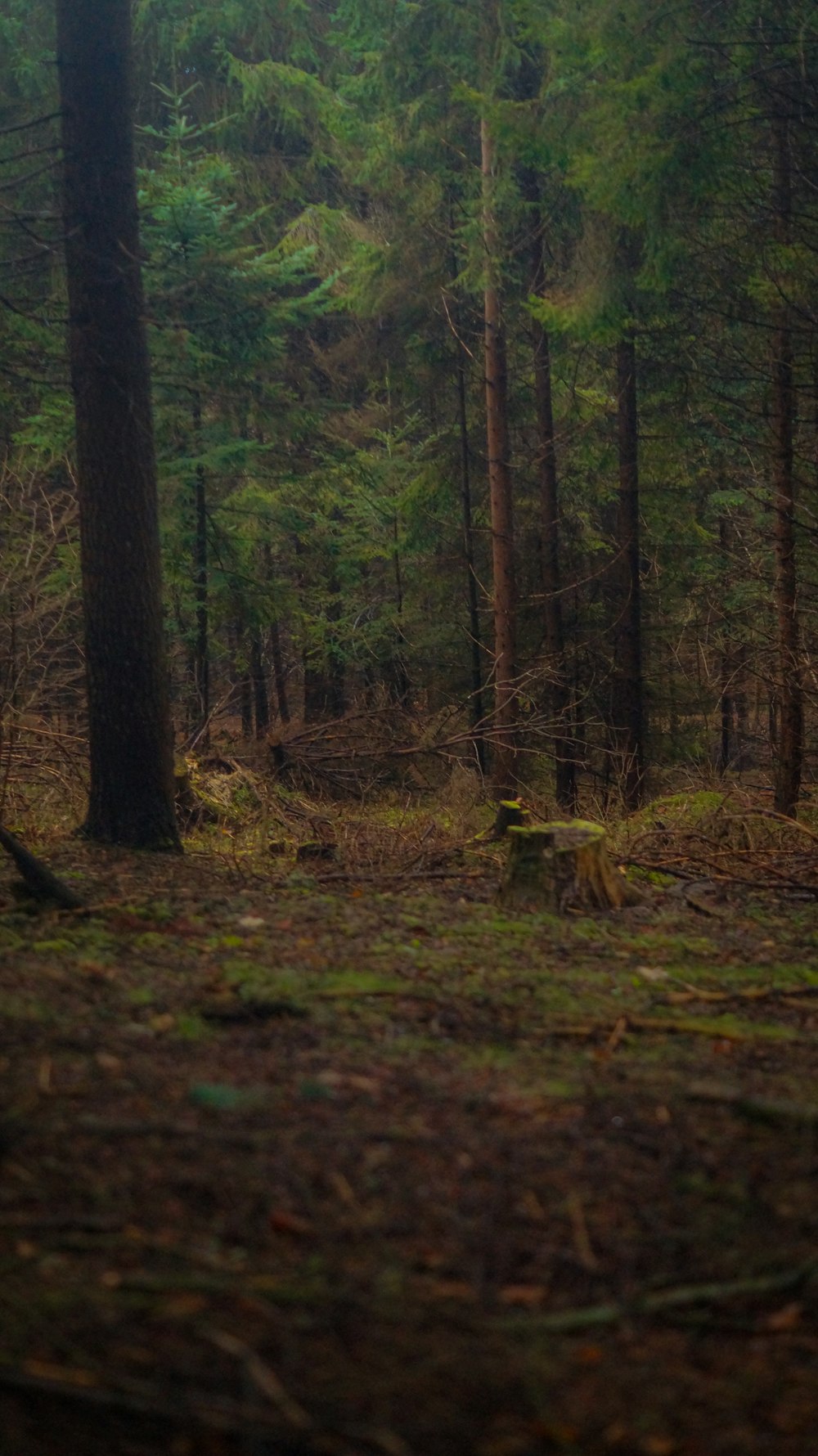 a forest filled with lots of tall trees