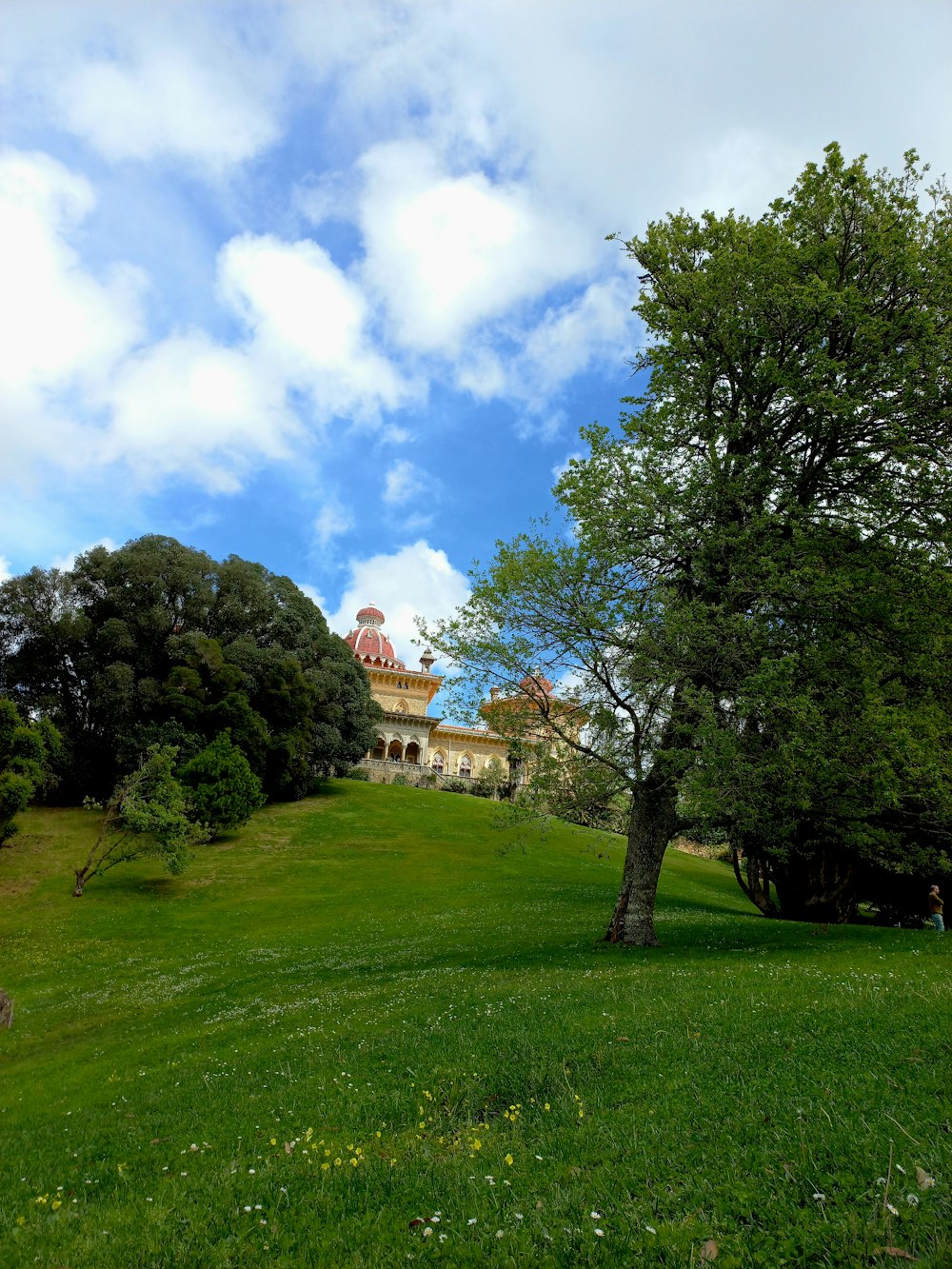 un albero su una collina con un edificio sullo sfondo