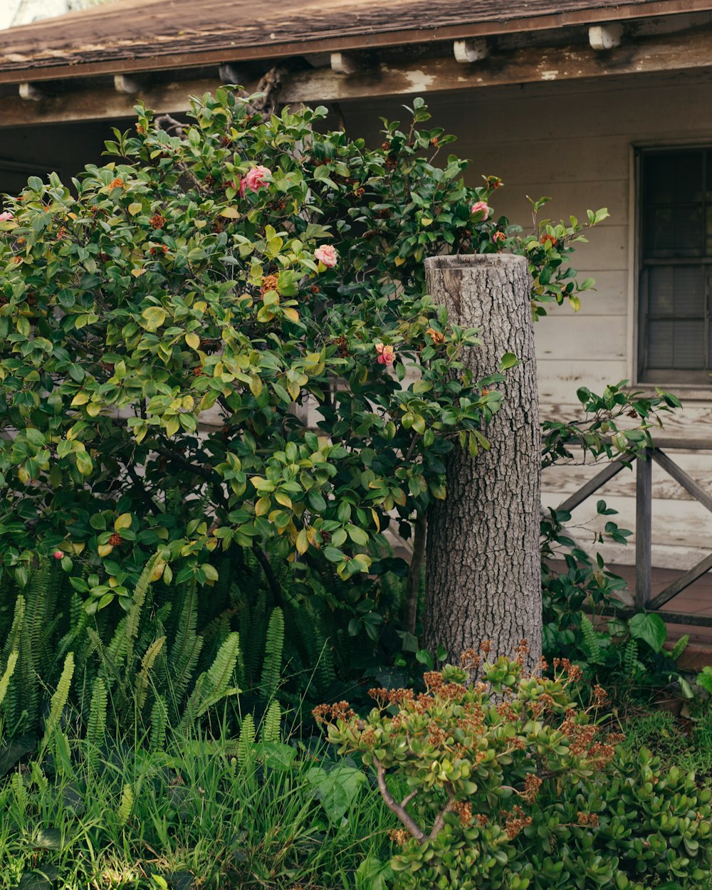 a house with a tree in front of it