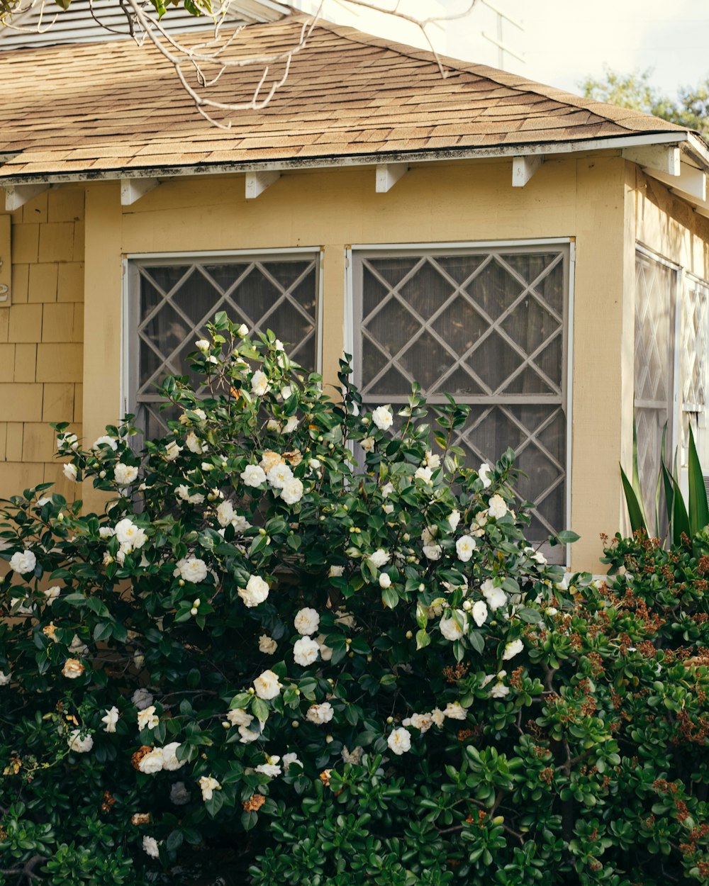 a bush with white flowers in front of a house