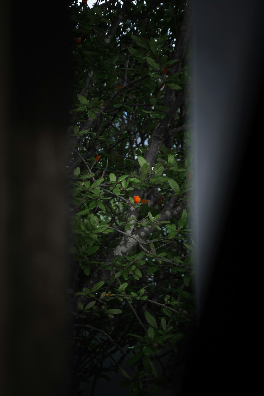 an orange tree is seen through a window