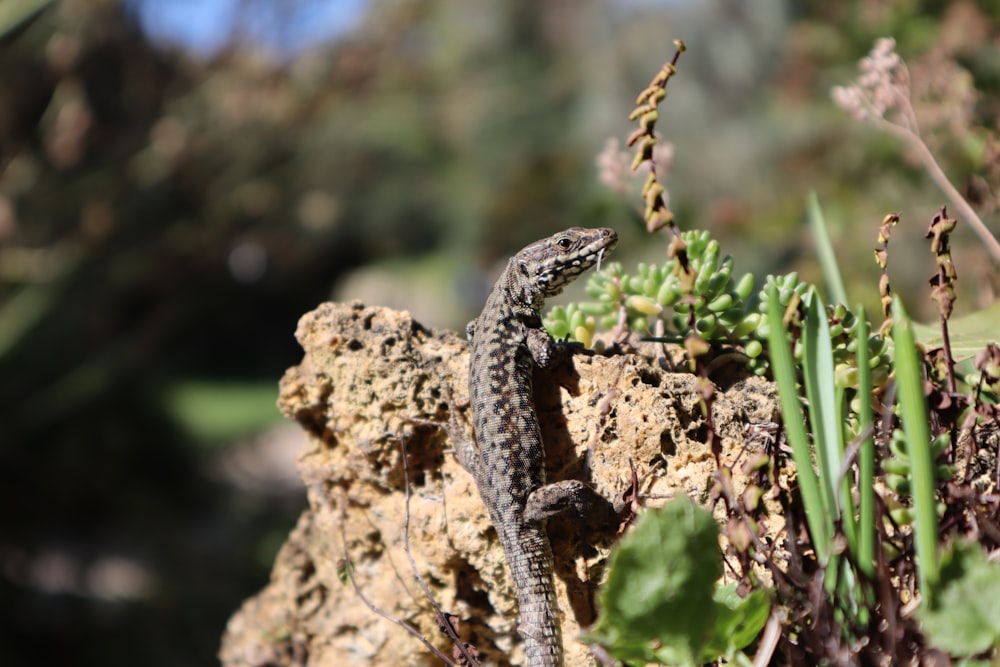 a lizard sitting on a rock in a garden