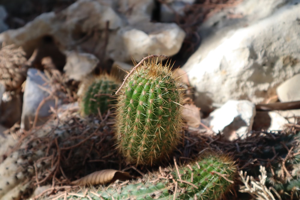 a small cactus is growing in the dirt