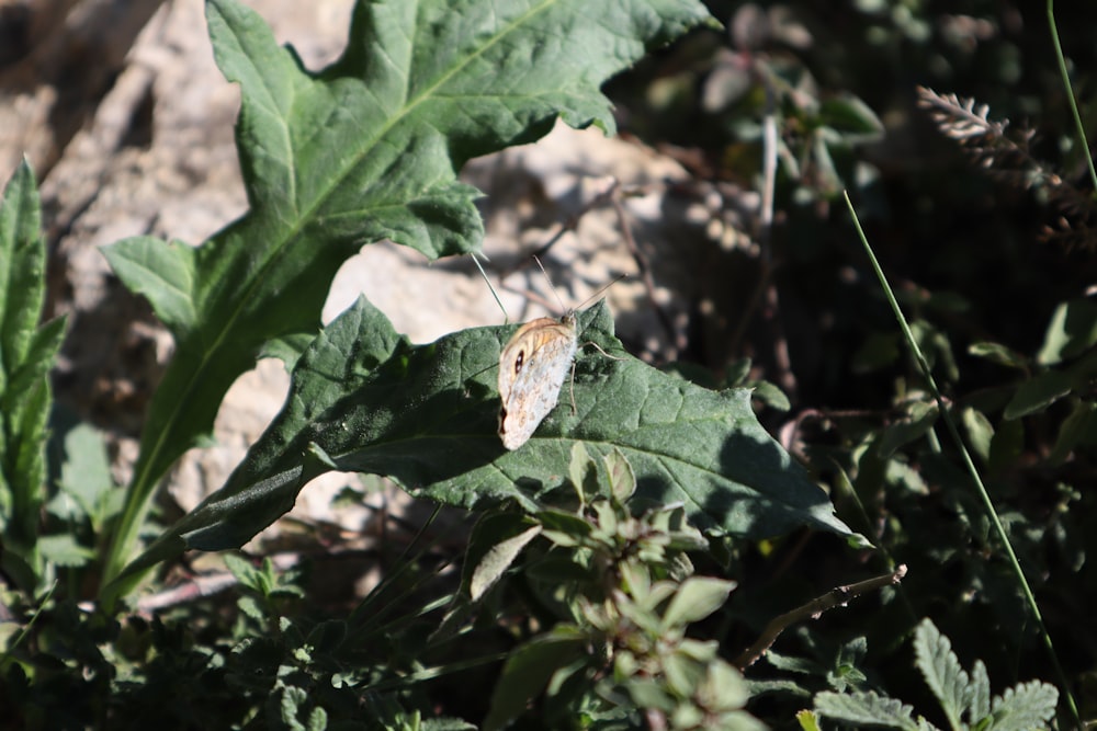 a bug is sitting on a leaf in the sun