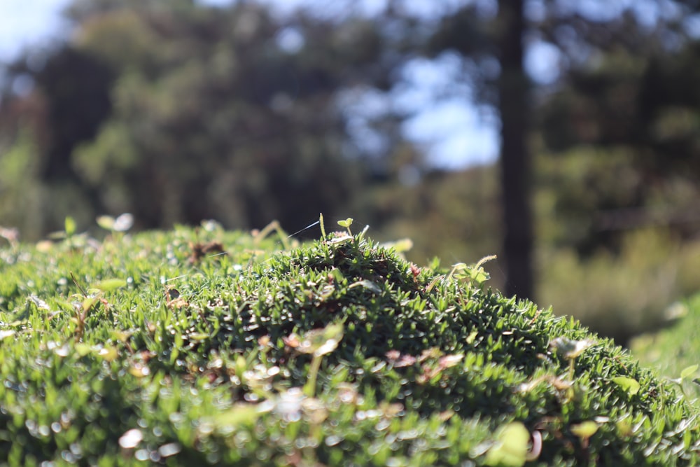 a close up of a patch of grass with trees in the background