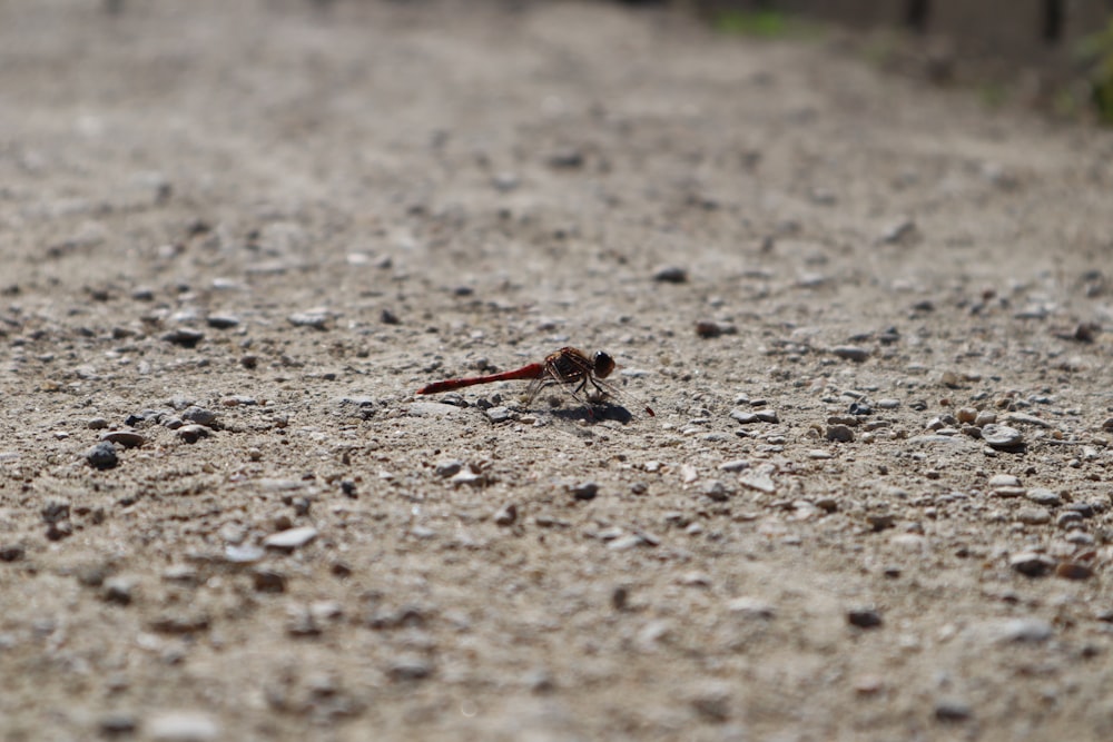 a small red and black insect on the ground