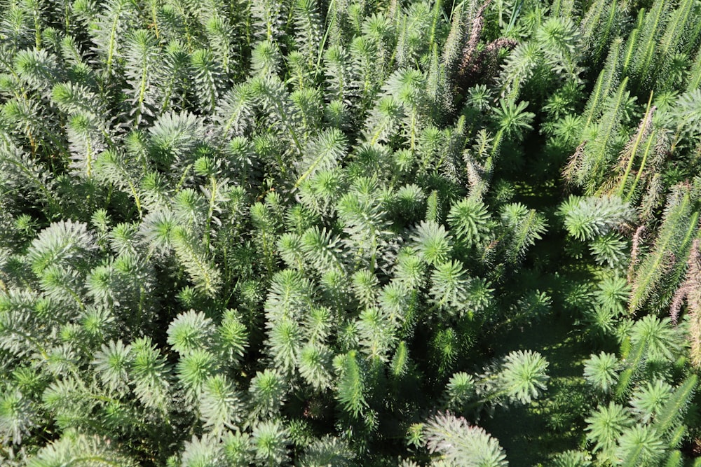 a large group of green plants in a field