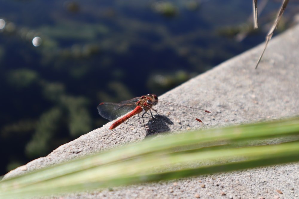 a red dragonfly sitting on a rock next to a body of water