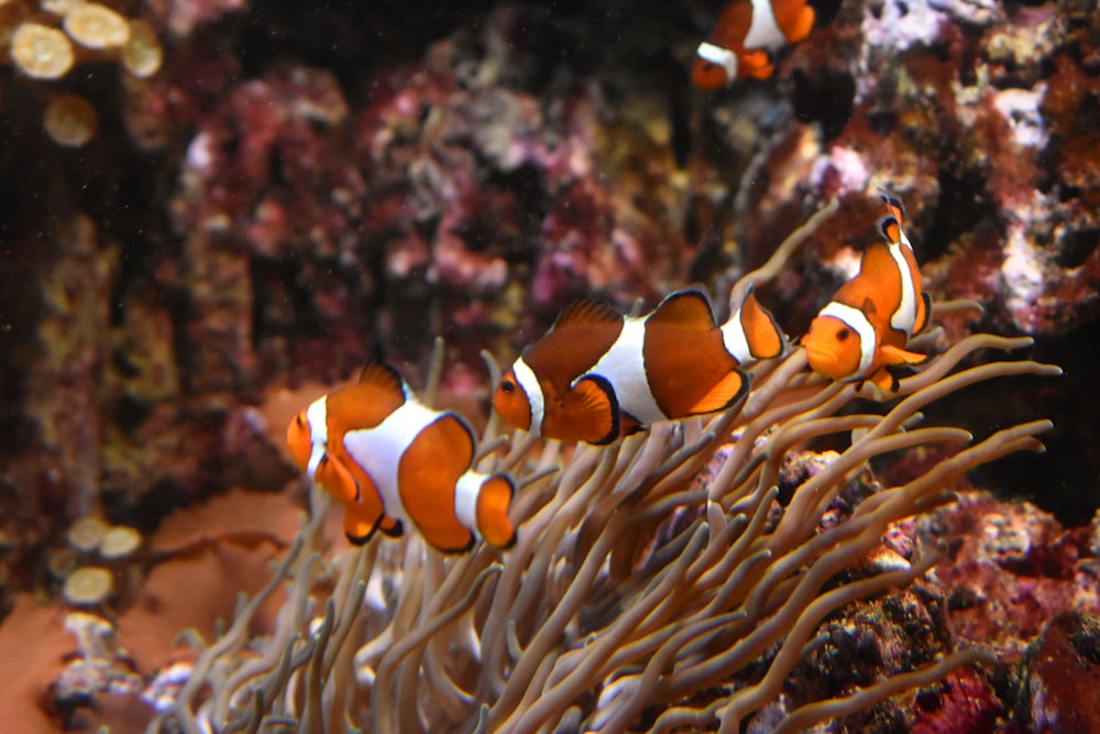 a group of clown fish swimming around a coral