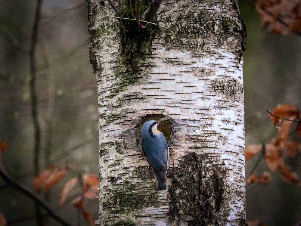 a blue bird is poking its head out of a hole in a tree