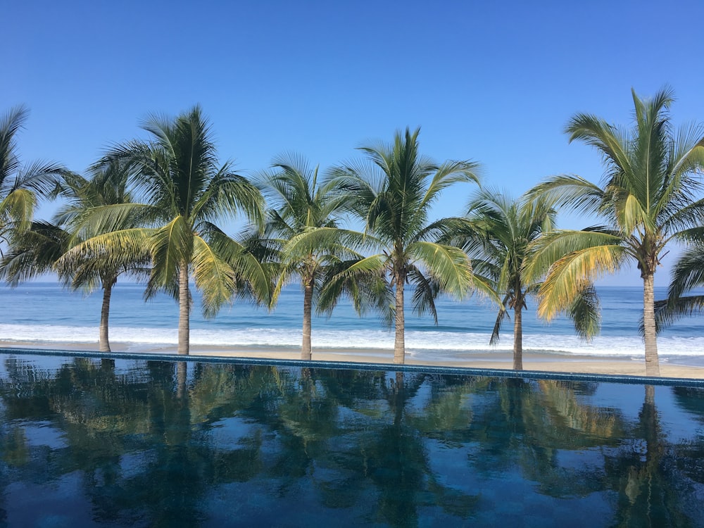 palm trees line the edge of a swimming pool